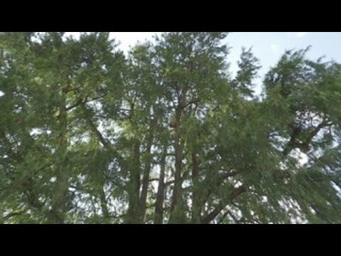Zonas con Mayor Densidad de Árboles en San Fernando de Henares