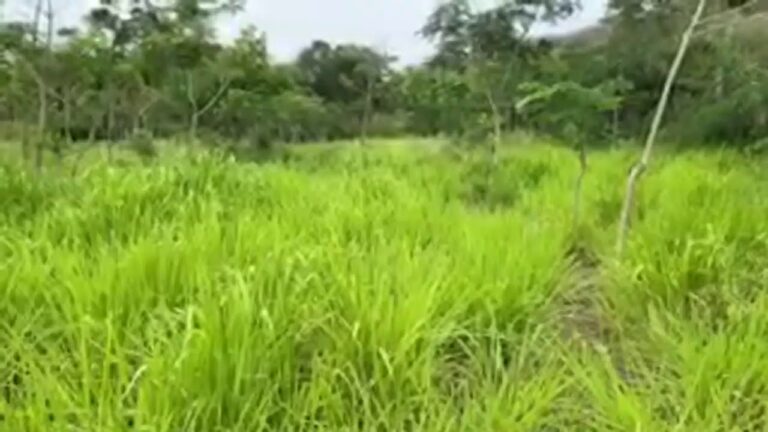 Zonas Verdes con Más Sombra en Mejorada del Campo
